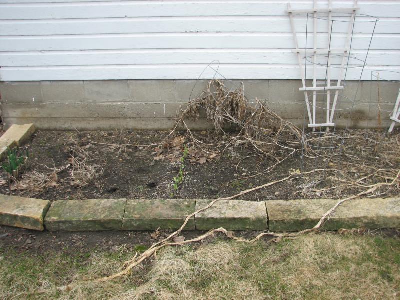 Vegetable Garden before anything is done.